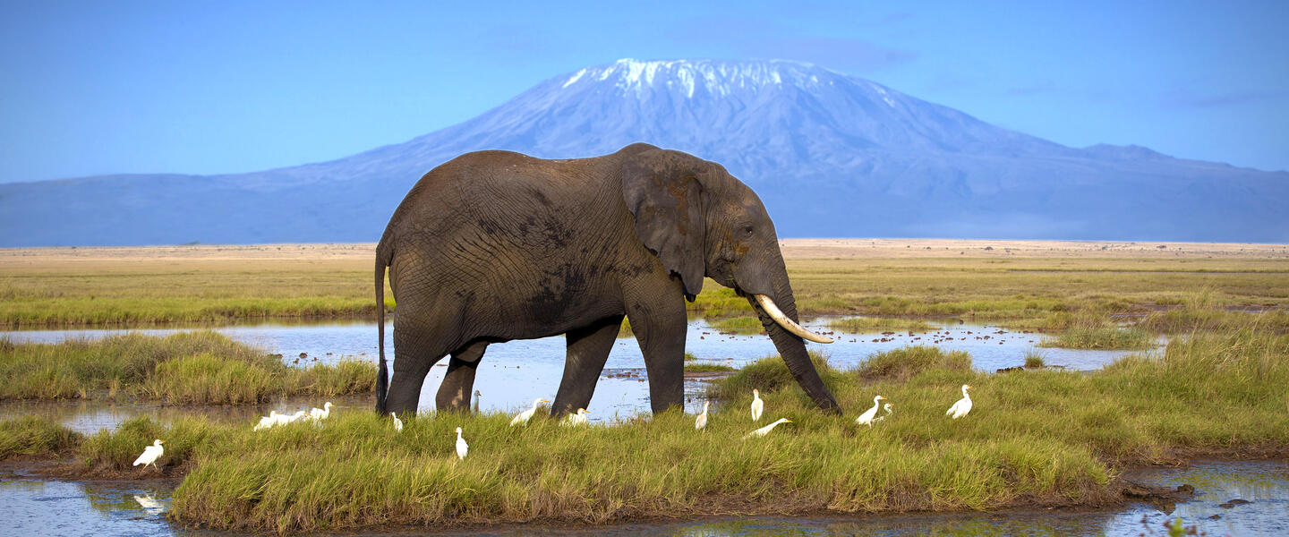 Kenia und Tansania - Savannenträume im Tierparadies
