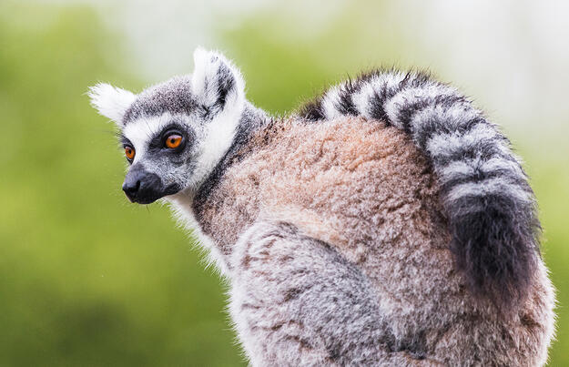Madagaskar - Lemuren und Meer