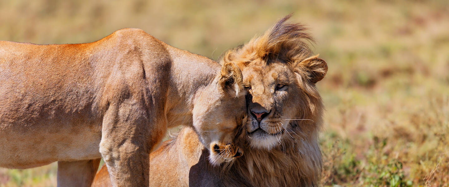 Tansania und Sansibar - von der Serengeti zum Indischen Ozean
