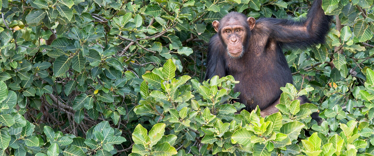 Gambia entdecken