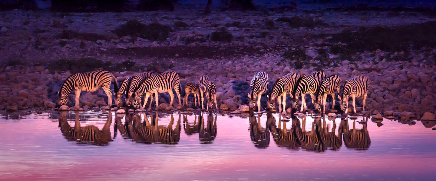 Safarierlebnis Krüger-Nationalpark