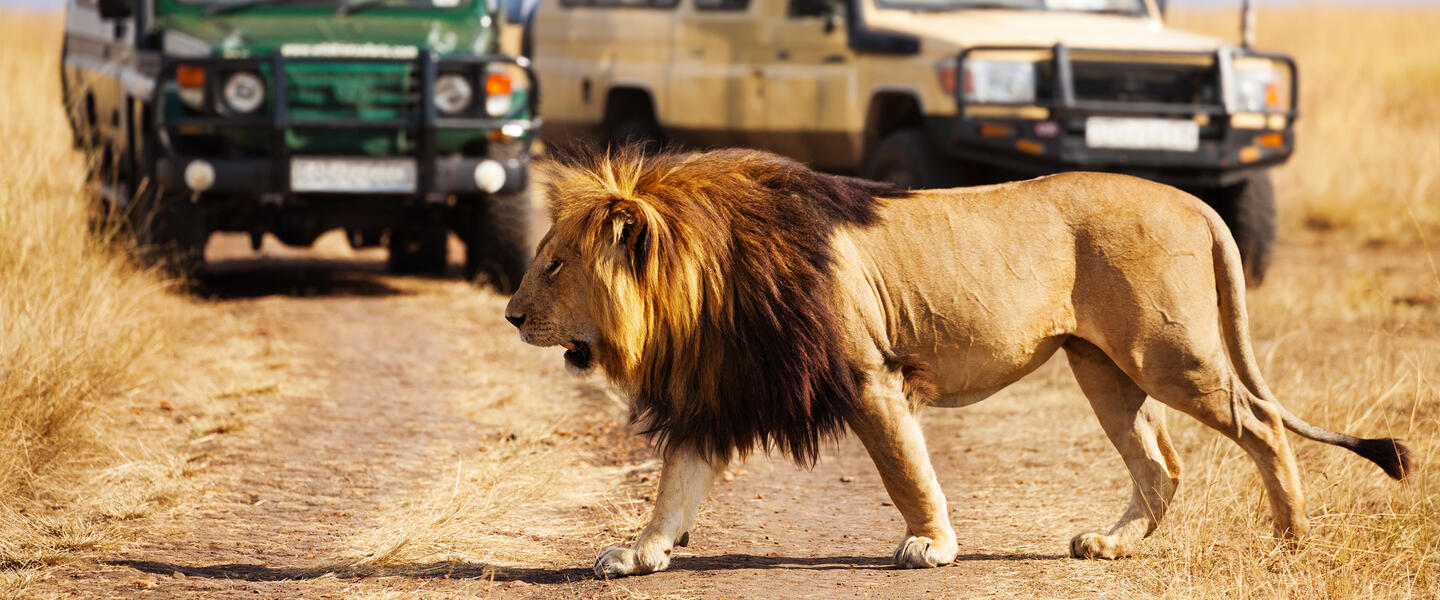 Safarierlebnis Krüger-Nationalpark