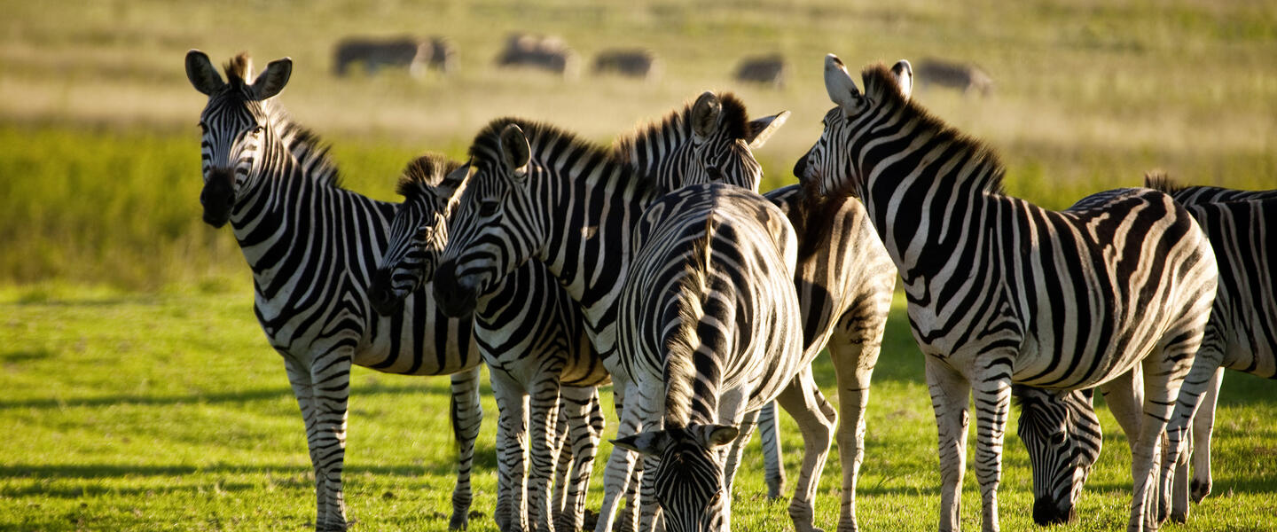 Safarierlebnis Krüger-Nationalpark