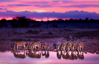 Safarierlebnis Krüger-Nationalpark