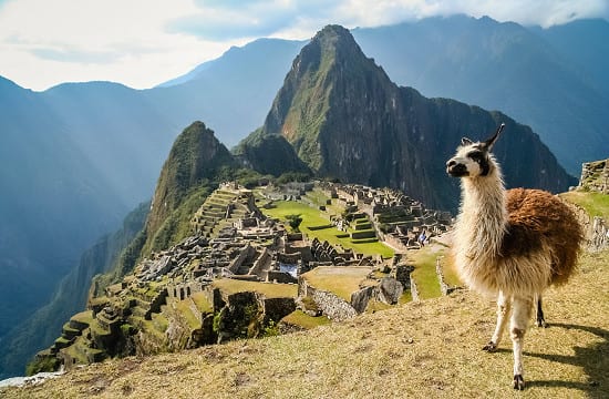 Alpaka am Machu Picchu in Peru