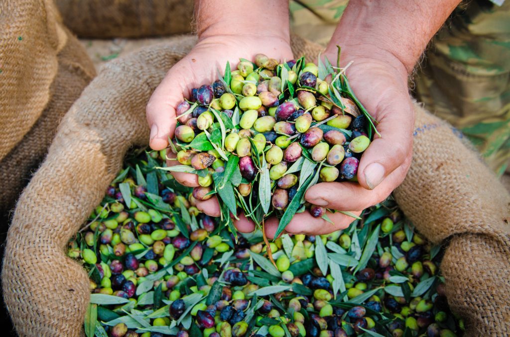 Olivenernte in Griechenland