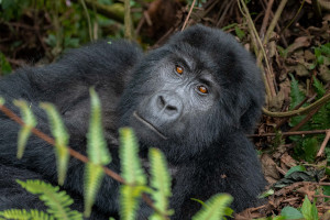 Uganda - Berggorilla im Mgahinga-Gorilla-Nationalpark | Gebeco