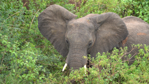 Uganda - Waldelefant im Kibale-Nationalpark | Gebeco